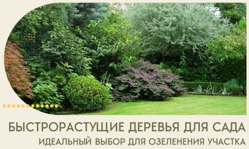Быстрорастущие деревья для сада идеальный выбор в Кронштадте