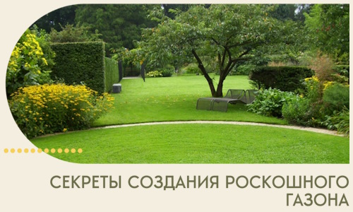 Секреты создания роскошного газона в Кронштадте