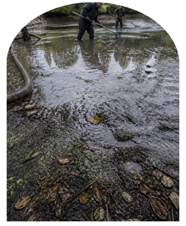 Очистка пруда в Кронштадте от ила мусора и водорослей с вывозом